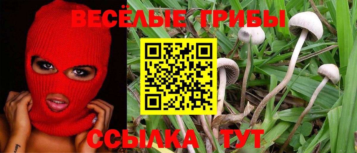 Псилоцибиновые грибы Psilocybe Кондопога